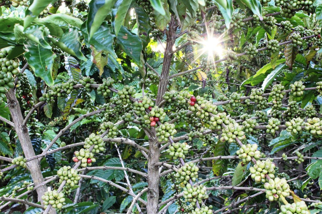 Ethiopia: Sidama Region Achieves 96% of Annual Coffee Supply Target in 11 Months